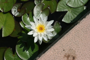 flor de agua parque del oeste  málaga