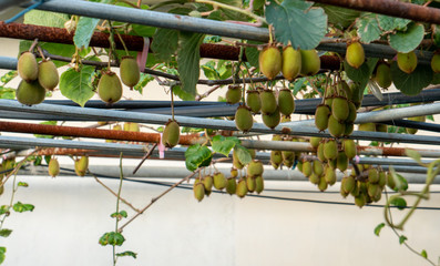 green little fruit trees growing on the farm