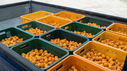 a Japanese medlar is round and small yellow fruit