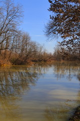 Landscape depicting a pond among the vegetation