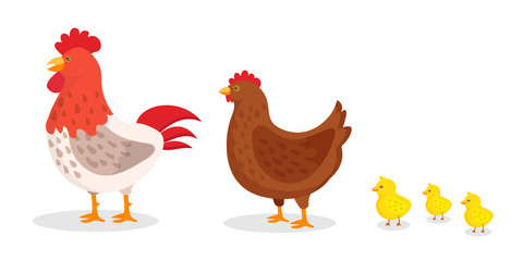Domestic birds flat vector illustrations set