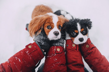 Two Cavalier King Charles Spaniel's looking at the camera