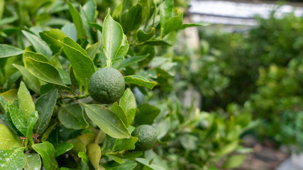 green little fruit trees growing on the farm