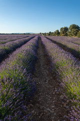 Fototapeta na wymiar Close-up of vertical lavender rows with trees in the background in Brihuega, Spain, Europe