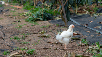 small farm animals native chicken