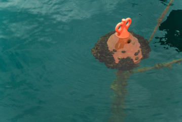 mussels on a buoy in the sea 