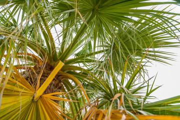 palm trees around the sea large leaves
