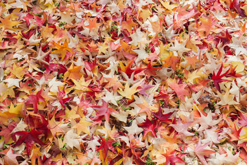 Colorful japanese maple autumnal fallen leaves background