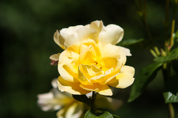Beautiful yellow flower blooming in a countryside home garden in a hot, sunny summer day.