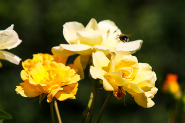 Beautiful yellow flower blooming in a countryside home garden in a hot, sunny summer day.