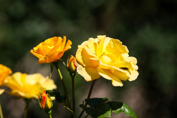 Beautiful yellow flower blooming in a countryside home garden in a hot, sunny summer day.