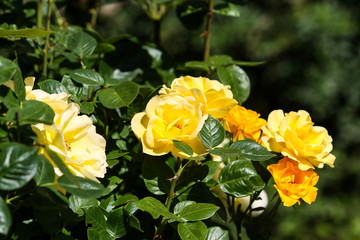 Beautiful yellow flower blooming in a countryside home garden in a hot, sunny summer day.