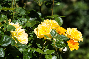 Beautiful yellow flower blooming in a countryside home garden in a hot, sunny summer day.