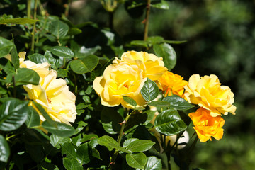 Beautiful yellow flower blooming in a countryside home garden in a hot, sunny summer day.