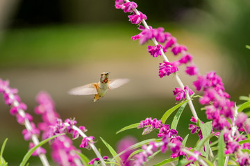 smell the flowers