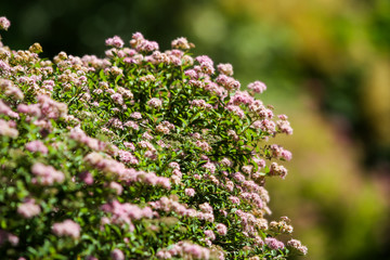 Small, beautiful pink flowers in a countryside home park garden in a sunny day.