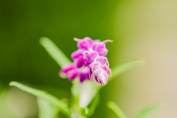 smell the flowers