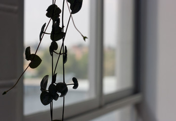 creeper plant against white background, front view