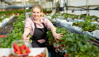 Female harvesting ripe strawberry