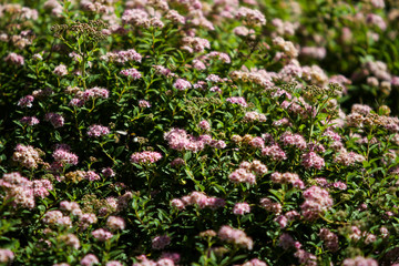 Obraz premium Small, beautiful pink flowers in a countryside home park garden in a sunny day.