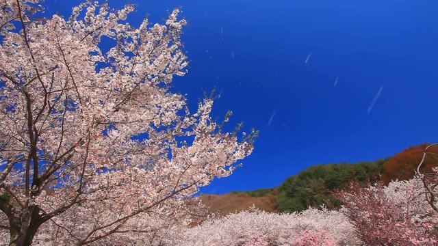View of cherry blossom tree, Chikuma City, Nagano Prefecture
