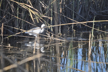 The beautiful birds Little egret in the natural environment