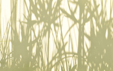 Obraz premium Summer background of shadows branch leaves on a white wall. White and Black for overlaying a photo or mockup