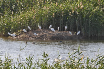 The beautiful birds Little egret in the natural environment