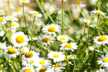 Fototapeta premium Beautiful whiete daisy blooming in a countryside park garden.