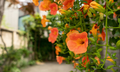 밝고 아름다운 붉은색 꽃 능소화
