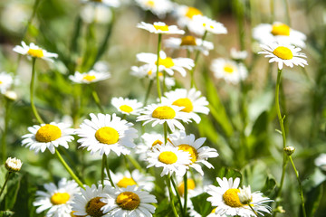 Beautiful whiete daisy blooming in a countryside park garden.