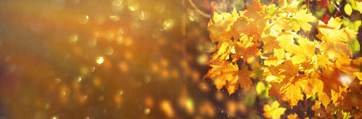 Naklejka na ściany i meble Orange, yellow maple leaves background. Golden autumn concept. Sunny day, warm weather. Banner with light bokeh. Banner