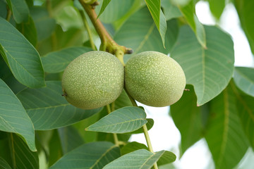 young walnuts with leaves. green walnut on a branch with fresh leaves. nuts are rich in minerals and vitamins. healthy and healthy snack      