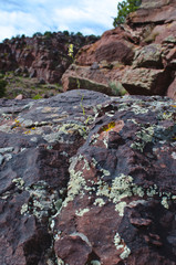 allege and moss growing on the red rocks in the hot desert heat. 