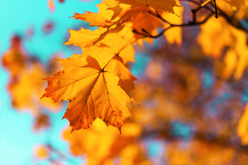 Naklejka na ściany i meble Autumn yellow leaves on blue sky background. Golden autumn concept. Sunny day, warm weather.
