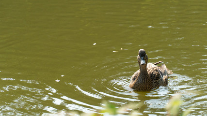 새끼 오리와 어미 오리 가족