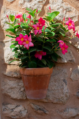 Fototapeta na wymiar Pink flower charm on stone background