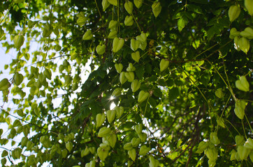 A view of the tree pods growing on the park trees in the spring season. 