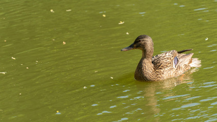 새끼 오리와 어미 오리 가족