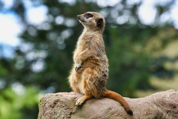 Cute meerkat looks for dangers - obrazy, fototapety, plakaty