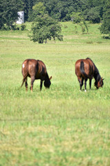 Horses in the Pasture