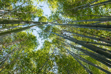 Bamboo grove, Australia