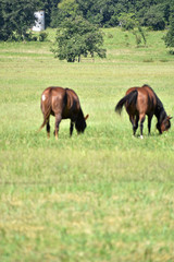 Naklejka na ściany i meble Horses in the Pasture