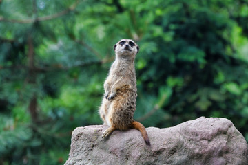 Naklejka na ściany i meble Cute meerkat looks for dangers