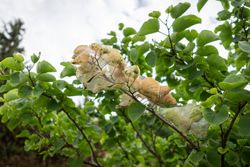Leaves of a tree affected by Spider mite (Tetranychidae).