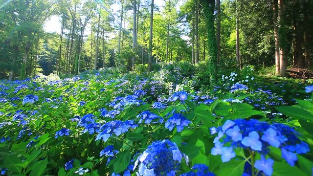 View of flowers Hydrangeas&nbsp;at forest,  Ueda&nbsp;City,  Nagano&nbsp;Prefecture