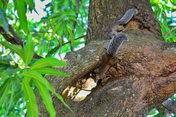 Un par de ardillas juguetonas divirtiéndose en un frondoso árbol de mango.