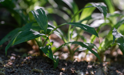 young plant in a pot