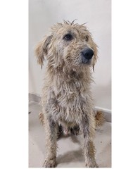 dog on white background