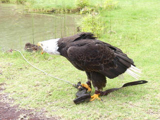 Aguila real